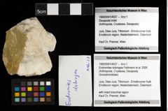 Foto (Objekt + Etiketten) von Eodromites dobrogea (Feldmann et al., 2006) 